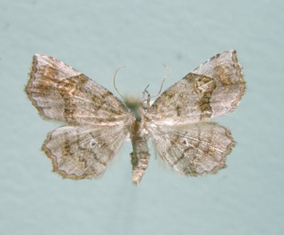 930559 (8490) Pangrapta decoralis