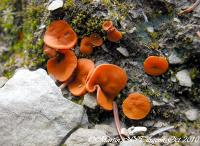 Mushroom Aleuria sp. - Restigouche Co.