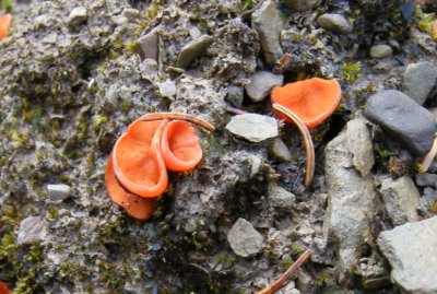 Mushroom Aleuria sp. - Restigouche Co.