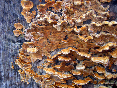 57 Mushroom