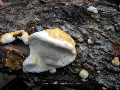 58 Mushroom