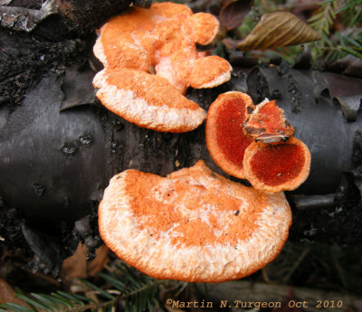 Pycnoporus cinnabarinus