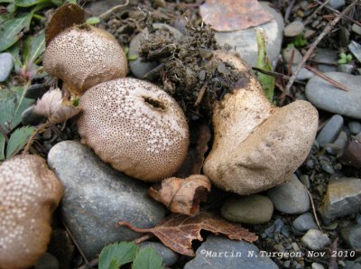 Mushroom  - Vesse-de-loup