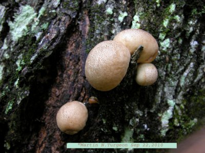 1 Mushroom