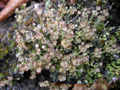 Lichens Cladonia Sp.maybe  C.verticillata