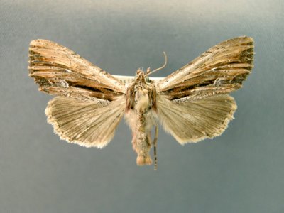 932294 (9326) Apamea verbascoides