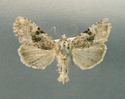 932378 (9404) Oligia modica