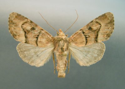 9394 Apamea contradicta - Rare