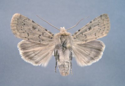 10925 Rhyacia quadrangula