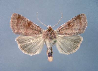 93-3547(11010) Lycophotia phyllophora que