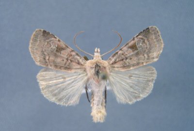 10921a Diarsia rosaria freemani