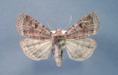 10918 Diarsia dislocata -Rare