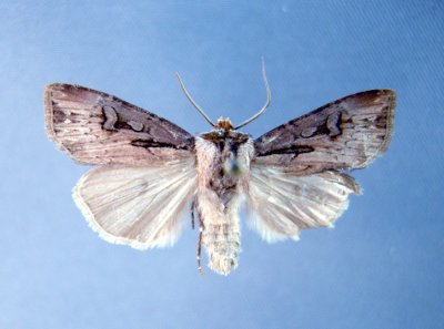 10660 Agrotis obliqua