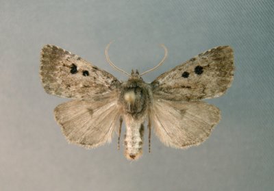 10957 part. Xestia(Pachnobia) ursae