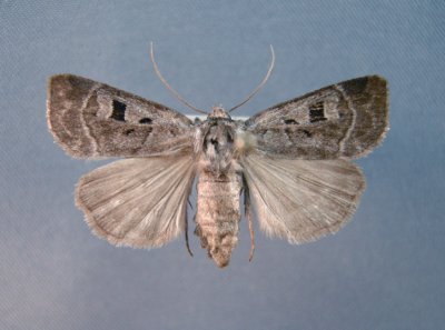 10644 Trichosilia mollis