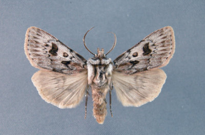 10647 Agrotis ruta