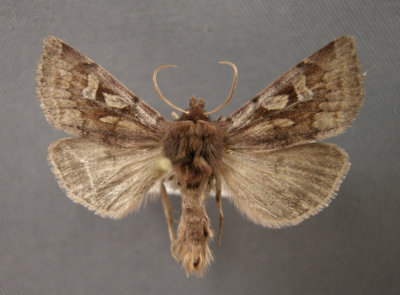 10936a Xestia(Pachnobia) tecta tectoides