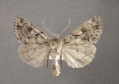10958 Xestia (Pachnobia) fabulosa