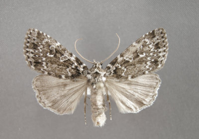 10959.1 Xestia(Pachnobia) mixta