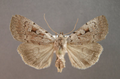 10988 Coenophila opacifrons - Local & rare