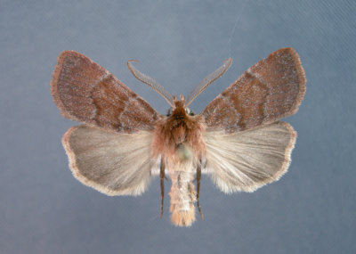 10993 Hemipachnobia monochromatea