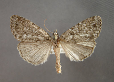 10963 Xestia(Pachnobia)lupa - Very Rare/Tres Rare