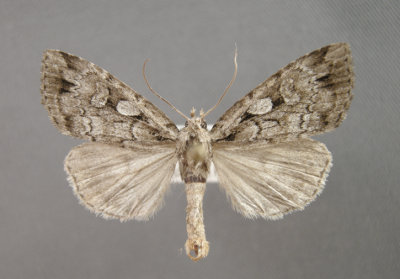 10964 Xestia(Pachnobia) homogena conditoides