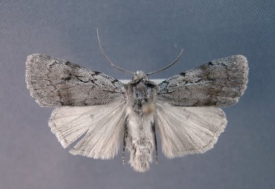 10975 Setagrotis pallidicolis - Washington