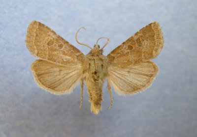933113 (10563) Protorthodes oviduca