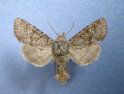 10223 Dicestra trifolli