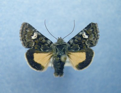 10332 Anarta luteola