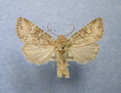 10370 Lacinipolia lustralia