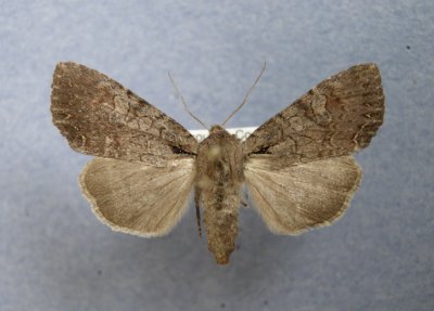 932880 (10298) Lacanobia radix