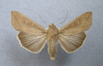 10438 Mythimna unipucta was Pseudaletia