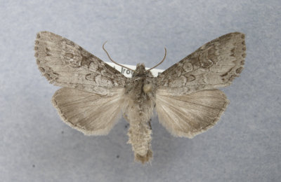 10280(93-2872) Polia purpurrissata