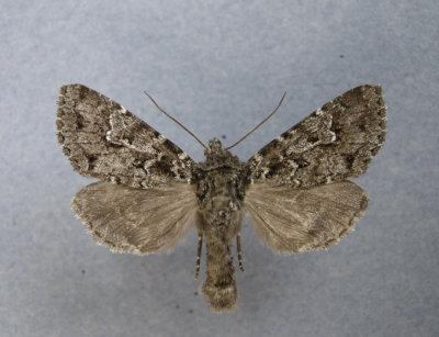 10277 Polia rogenhoferi
