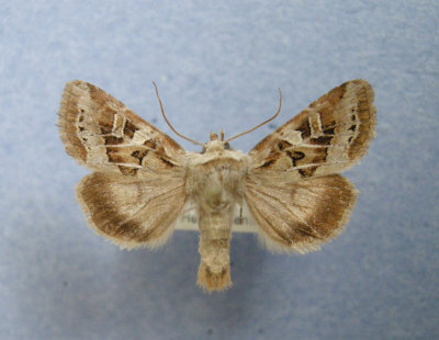 10302 Trichordestra rugosa