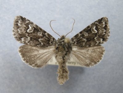 10334.1 Lasionycta taigata