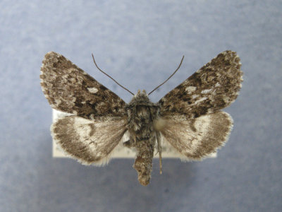 10336a Lasionycta leucocyda moeschleri