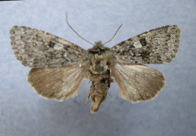 10352 Lasionycta perplexa