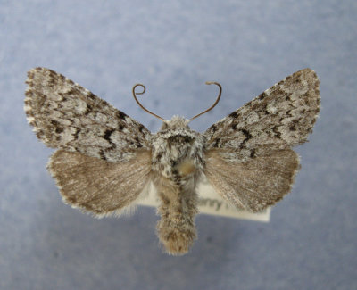 10356 Lasionycta subdita