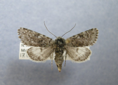 10355 Lasionycta albinuda  - Rare
