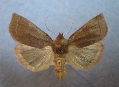 9947 Epiglaea apiata