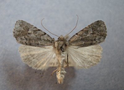 10055 Aphraretra dentata