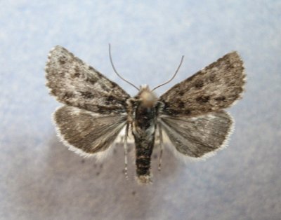 10157 Sympistis lapponica