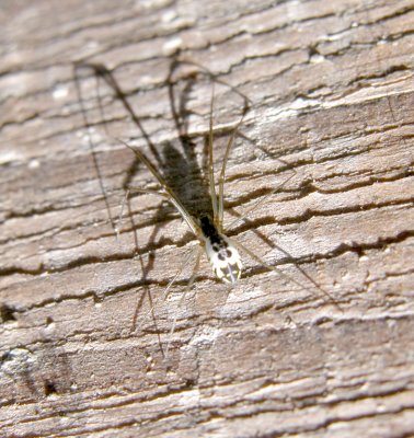 Linyphiinae - Sheetweb Spiders - Neriene radiata