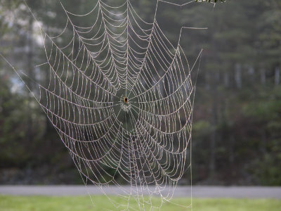 Spider web 6