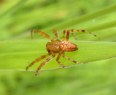 Araneidae - Orb Weavers