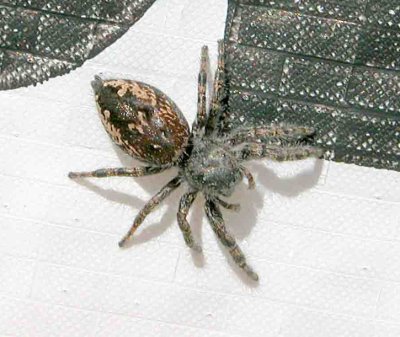 Salticidae - Jumping Spiders-Phidippus