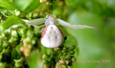 Misumena vatia - Female